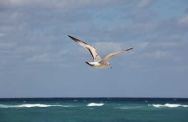 Fototapeta na wymiar Ring-Billed Gull flying in the sky, Palm Beach, Atlantic Ocean, Florida, USA