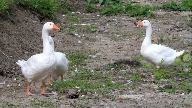 white geese on a farm
