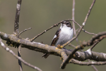 Fototapeta premium Trauerfliegenschnäpper sitzt auf dem Ast, Ficedula hypoleuca