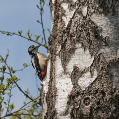 Buntspecht an seiner Bruthöhle