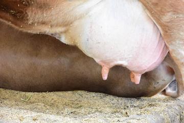 Cow's udder