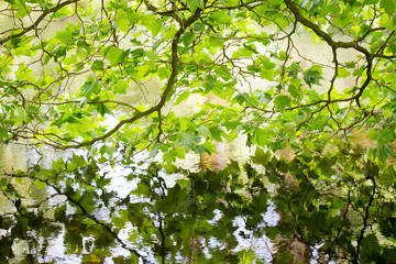 Nature scene. Spring tree reflected in water.