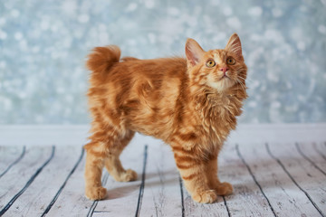 A photo of funny red american bobtail cats three monthes old on blured background
