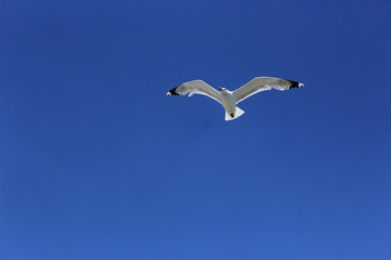 чайка парящая в небе
