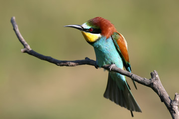 Bee eater