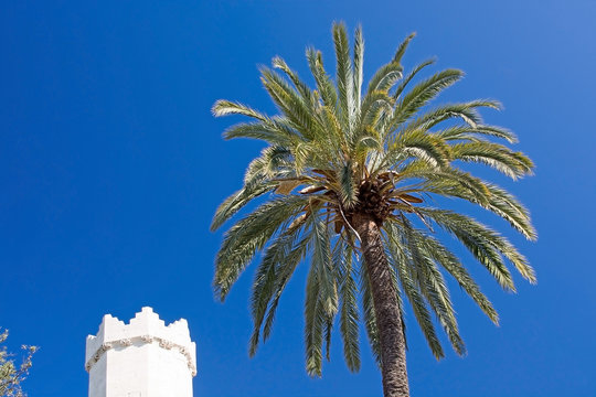 Sa Llotja tower palm
