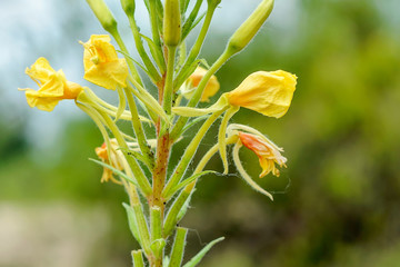 Yellow Oenothera Biennis flower, also known as common evening-primrose, evening primerose,&nbsp;evening star and sun drop. The flowers open at evening in summer