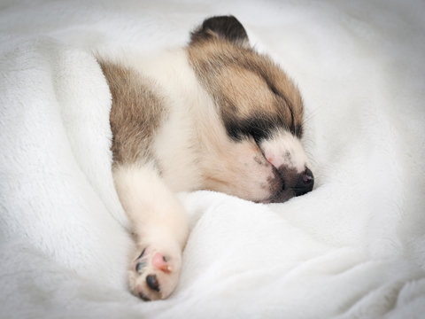 Cute puppy sleeping in bed under white blanket