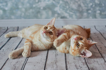 Fototapeta premium A photo of funny red american bobtail cats three monthes old on blured background 