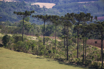 Araucaria tree (Araucaria angustifolia)