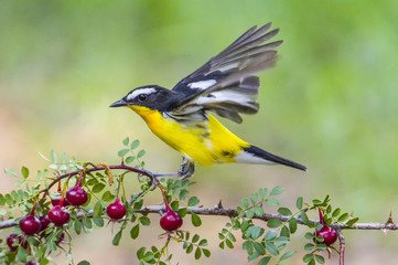 Yellow rumped flycatcher Weng