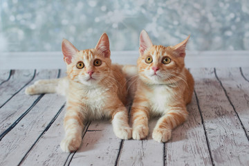 A photo of funny red american bobtail cats three monthes old on blured background
