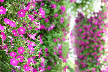 Fototapeta premium Surfinia flowers
