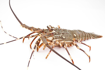 lobster isolated on white background 