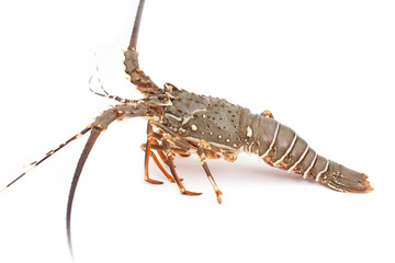 lobster isolated on white background 