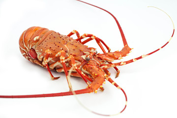 lobster isolated on white background 