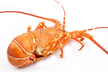 lobster isolated on white background 