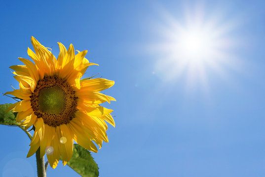 Sunflower, sun, summer, Sommer, Sonne, Sonnenblume, Himmel, Textraum, copy space