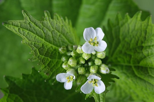 Garlic Mustard, Edible Wild Food