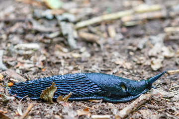 Black slug crawling on the ground in the forest