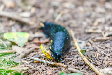 Black slug on the ground