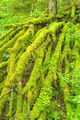 Moss covered branches on a fallen tree in the woods