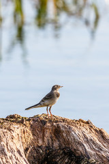 Young White Wagtail on a wooden stump looking upwards