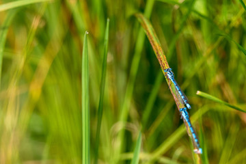 Two blue damselfly on a grass straw