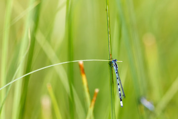 Blue damselfly on a grass straw on a summer meadow