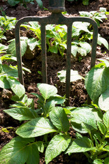 Gardening fork in veg patch with potatoes growing