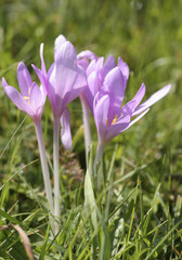 Bl&uuml;hende Herbstzeitlose, Colchicum autumnale