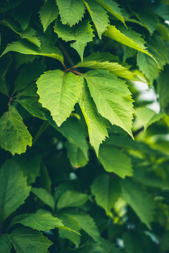 Background texture of juicy green leaves