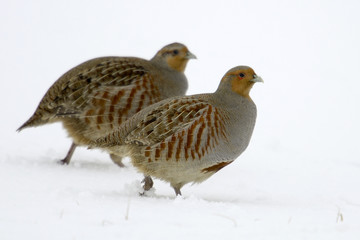 Partridge Perdix perdix on snow, winter, natural background 