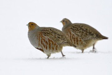 Partridge Perdix perdix on snow, winter, natural background 