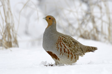 Partridge Perdix perdix on snow, winter, natural background 