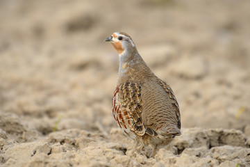 Partridge Perdix perdix in autumn, natural background 