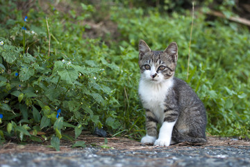 田代島 猫島 子猫
