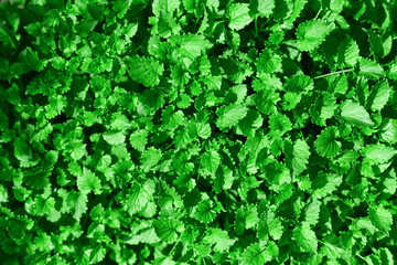 Obraz premium Green leaves for background
