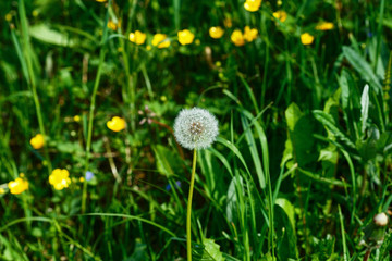 Dandelion in a field of green grass