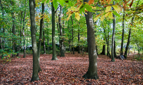 chessnut forest