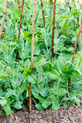 fresh green pea on plant growing on the organic farm in Washington state, US. Food concept and agriculture background.