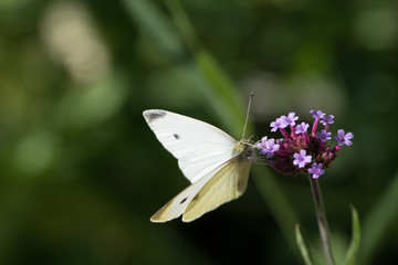 cabbage butterfly