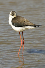 Echasse blanche,.Himantopus himantopus, Black winged Stilt