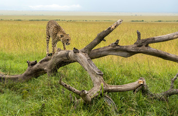 Fototapeta na wymiar Cheetah on a branch in Masai Mara Park