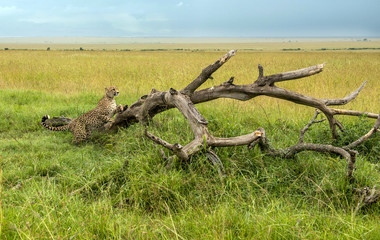 Cheetah on a branch in Masai Mara Park in Kenya