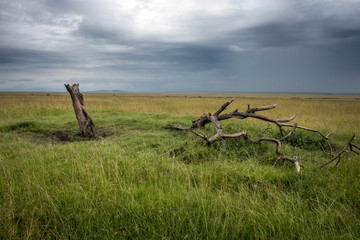 Savanna in the Masai Mara National Park before the storm