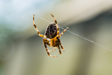 garden spider