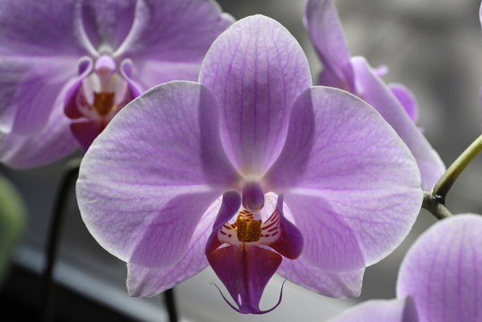 Orchidee, Phalaenopsis hybride