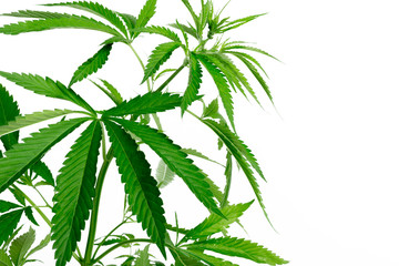 cannabis marijuana plant detail