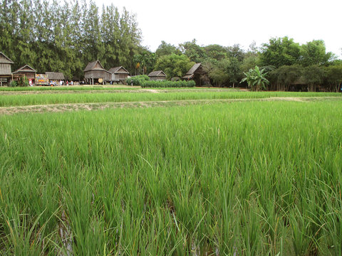 Vibrant Green Paddy Field with Thai Traditional Style Rustic Houses in Nakhon Ratchasima province, Thailand 